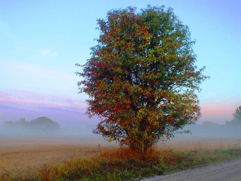 Single Tree in Field — Blue, Serene, Morning