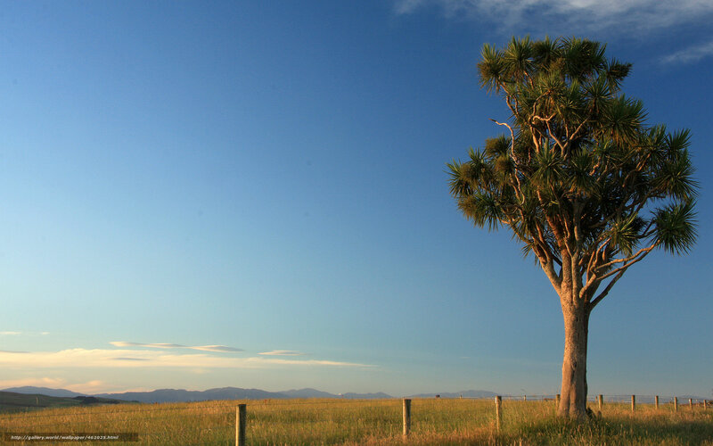 Single Tree in Field — Blue, Serene, Sunset