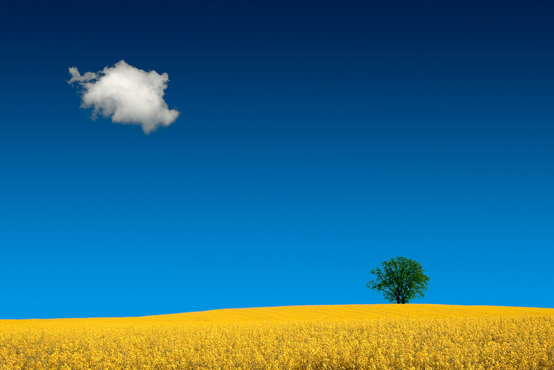 Single Tree in Field — Blue, Serene