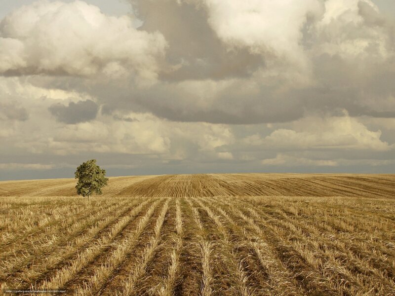 Single Tree in Field — Brown, Dramatic, Afternoon