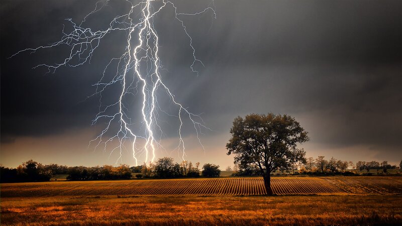Single Tree in Field — Brown, Dramatic, Night