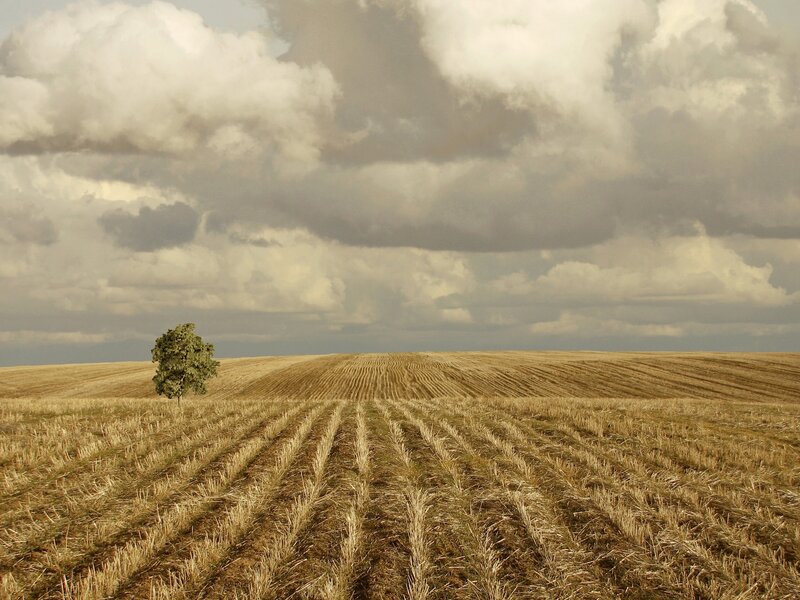 Single Tree in Field — Brown, Dramatic