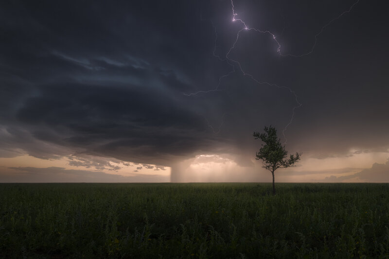 Single Tree in Field — Dark Gray