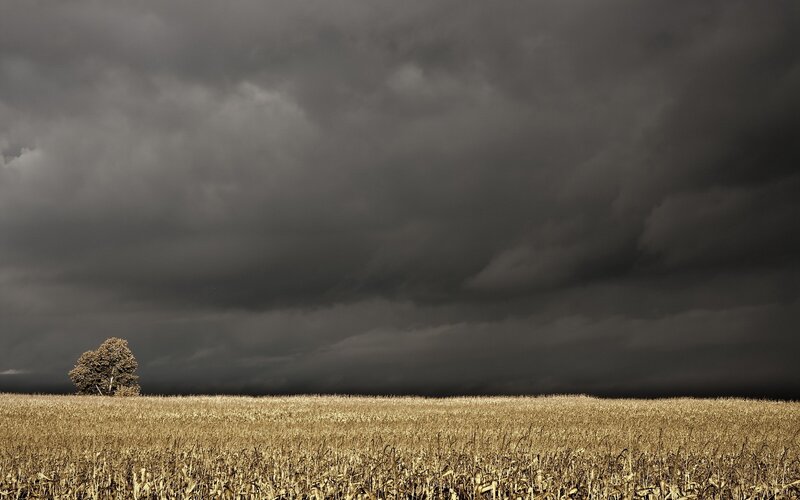 Single Tree in Field — Gray