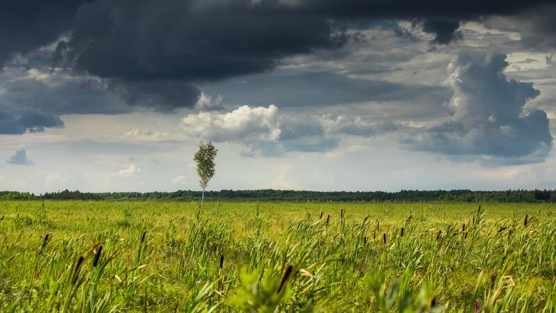 Single Tree in Field — Green, Dramatic, Afternoon, Photograph, Clouds, Forest