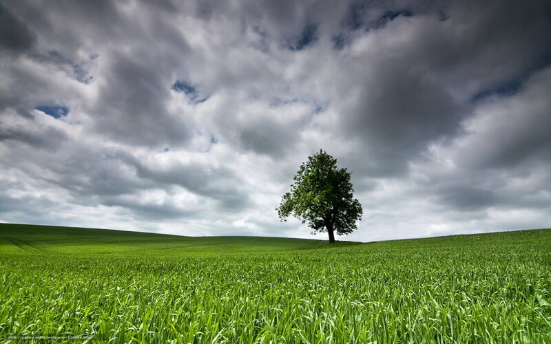 Single Tree in Field — Green, Dramatic, Afternoon, Photograph, Clouds
