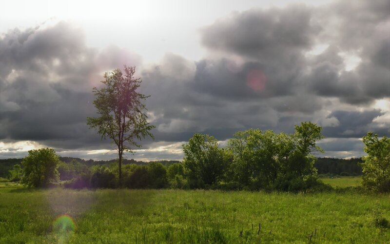 Single Tree in Field — Green, Dramatic, Afternoon, Photograph, Clouds, Trees, Gray