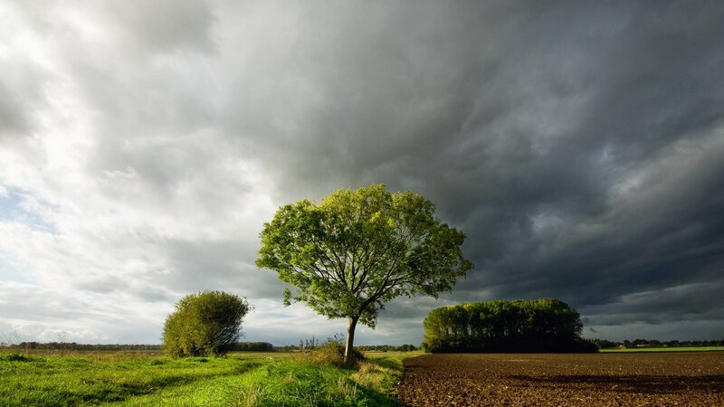 Single Tree in Field — Green, Dramatic, Afternoon, Photograph