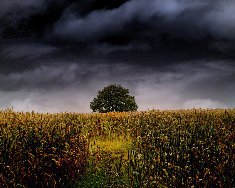 Single Tree in Field — Green, Dramatic, Afternoon