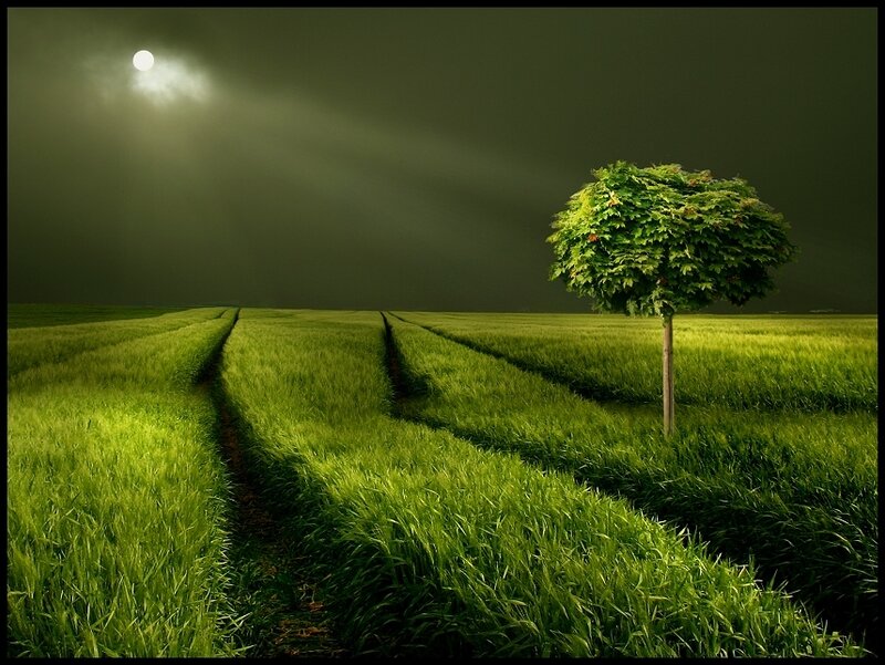 Single Tree in Field — Green, Dramatic, Night, Photograph, Moon, Path