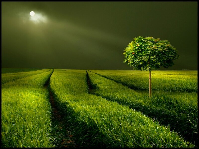 Single Tree in Field — Green, Dramatic, Night, Photograph