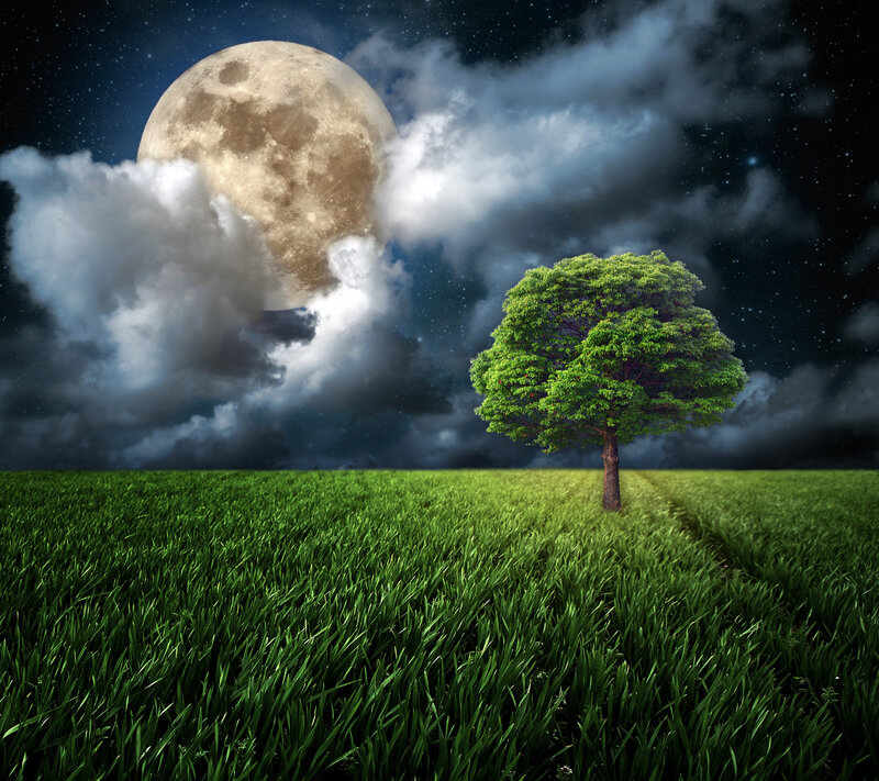 Single Tree in Field — Green, Dramatic, Night