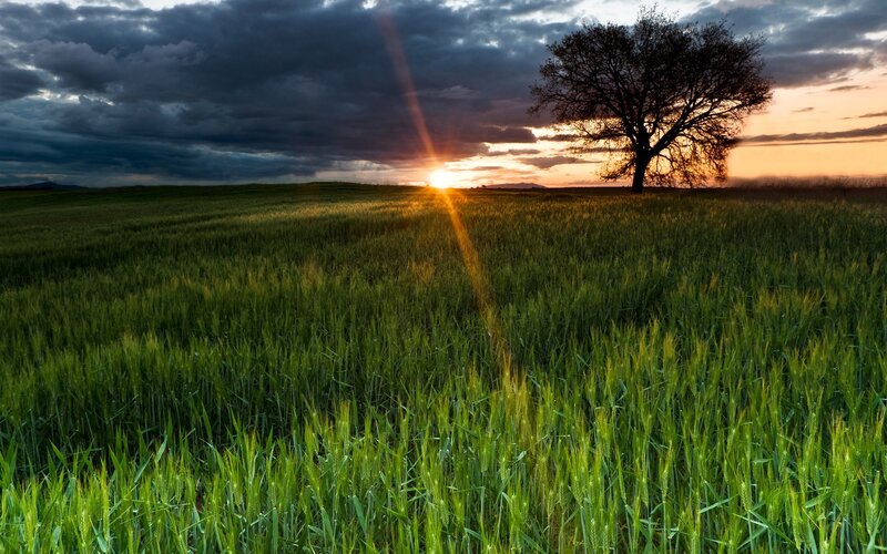 Single Tree in Field — Green, Dramatic, Sunset, Photograph, Sun