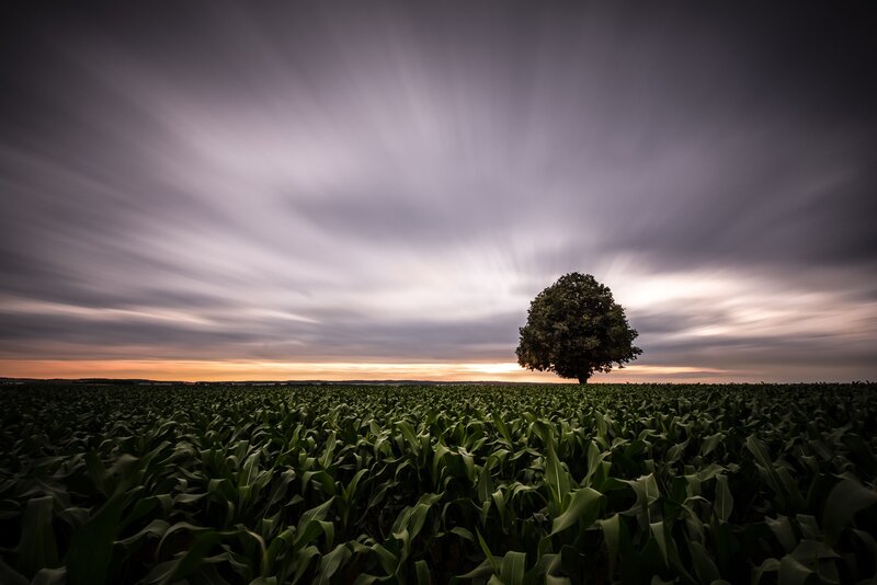Single Tree in Field — Green, Dramatic, Sunset, Photograph