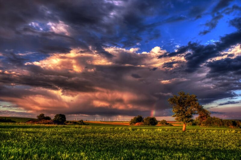Single Tree in Field — Green, Dramatic, Sunset