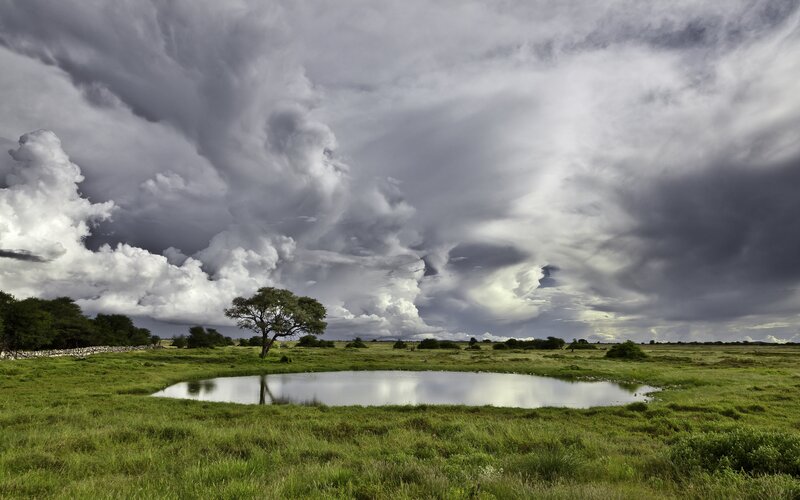 Single Tree in Field — Green, Dramatic