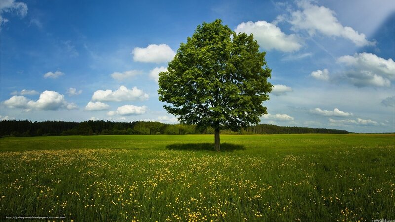 Single Tree in Field — Green, Serene, Afternoon, Photograph, Clouds, Forest