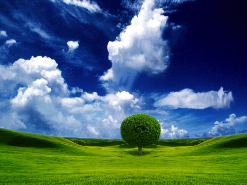 Single Tree in Field — Green, Serene, Afternoon, Photograph, Clouds, Sky