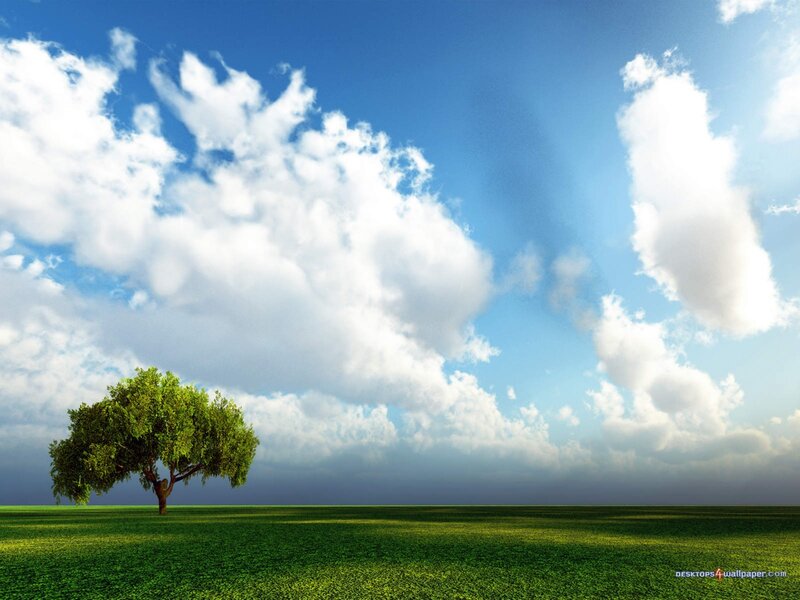 Single Tree in Field — Green, Serene, Afternoon, Photograph, Clouds