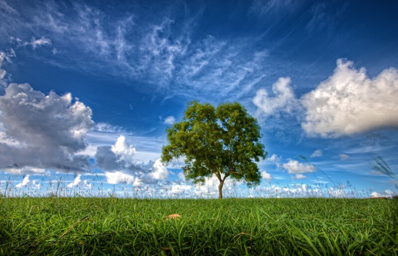 Single Tree in Field — Green, Serene, Afternoon, Photograph, Grass, Clouds