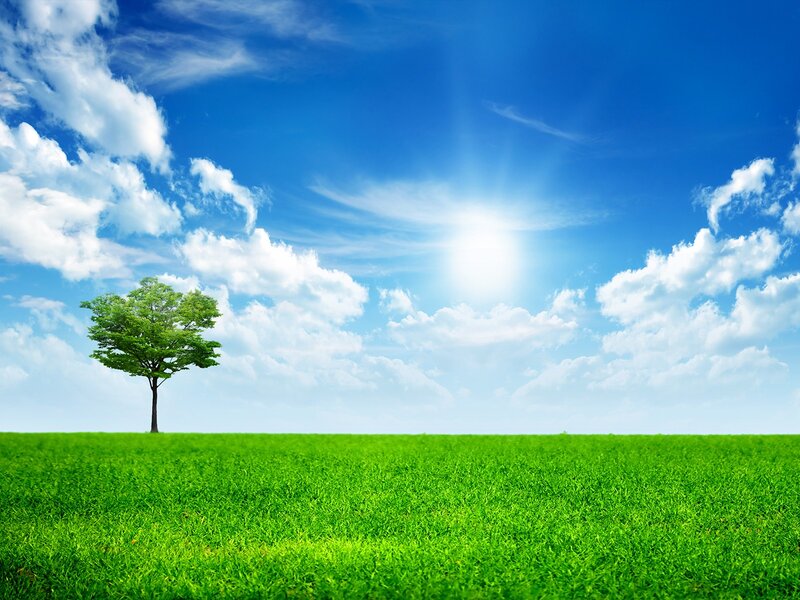 Single Tree in Field — Green, Serene, Afternoon, Photograph, Grass, Sky, Sun, Blue