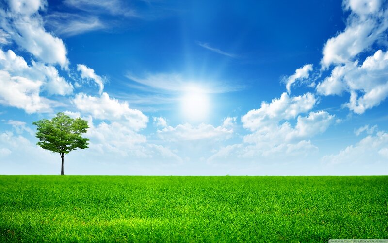Single Tree in Field — Green, Serene, Afternoon, Photograph, Grass