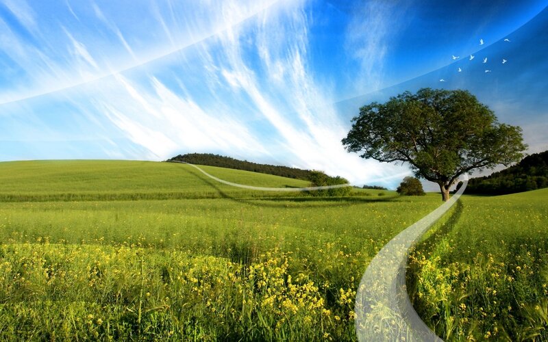 Single Tree in Field — Green, Serene, Afternoon, Photograph, Path