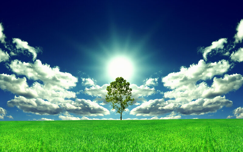 Single Tree in Field — Green, Serene, Afternoon, Photograph, Sun, Clouds