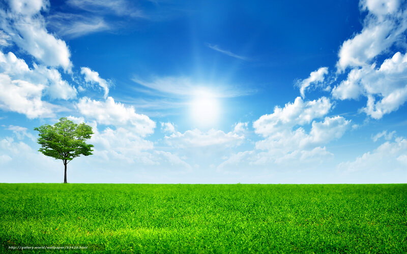 Single Tree in Field — Green, Serene, Afternoon, Photograph