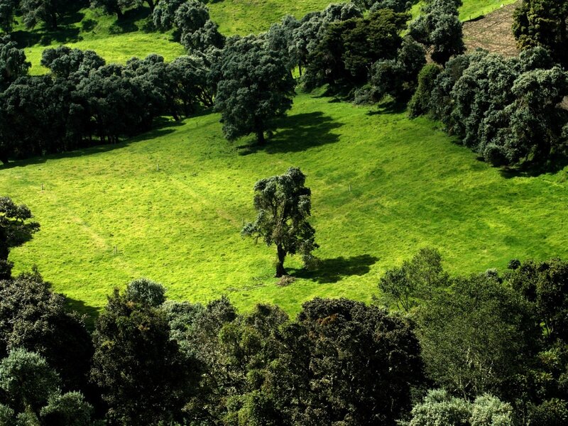 Single Tree in Field — Green, Serene, Afternoon, Photograph, Trees