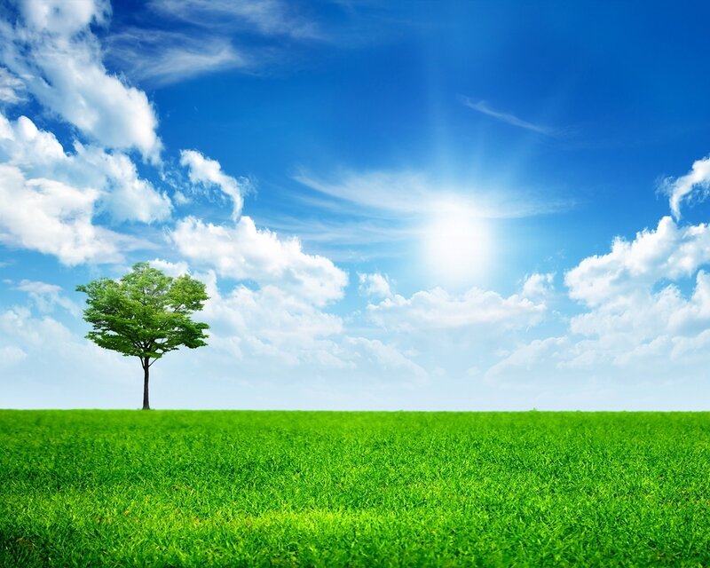 Single Tree in Field — Green, Serene, Afternoon