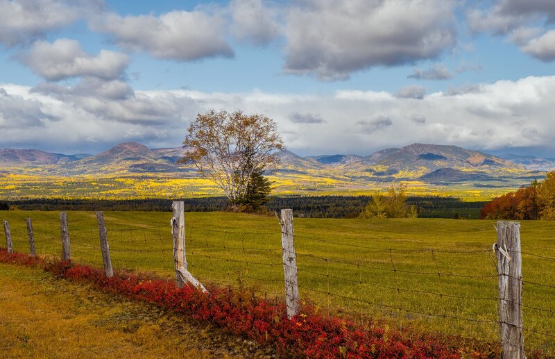 Single Tree in Field — Green, Serene, Autumn