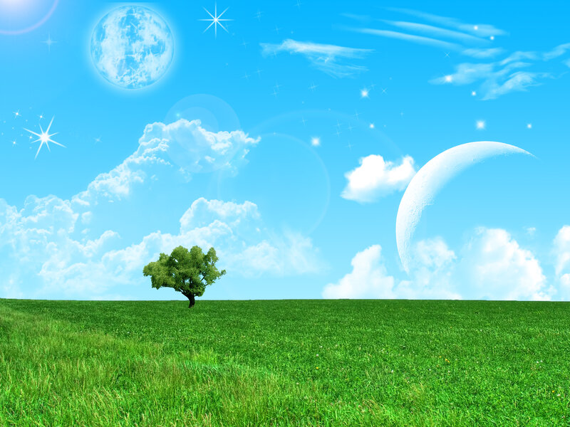 Single Tree in Field — Green, Serene, Day