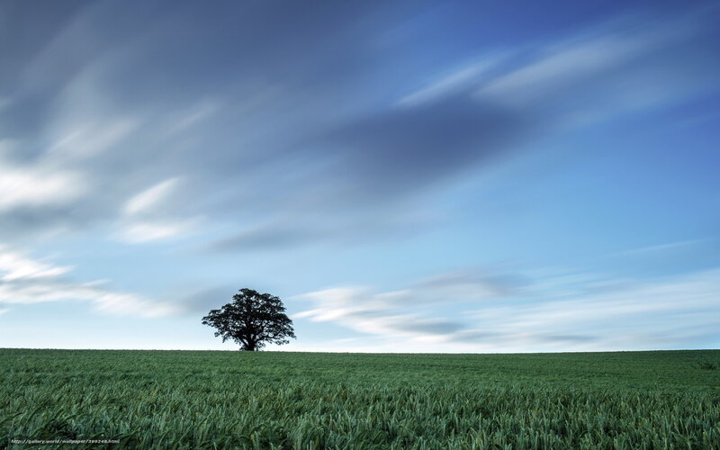 Single Tree in Field — Green, Serene, Morning