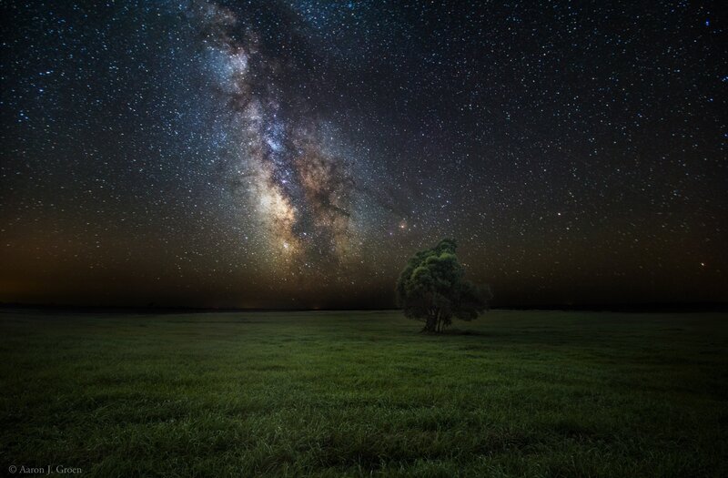 Single Tree in Field — Green, Serene, Night, Photograph