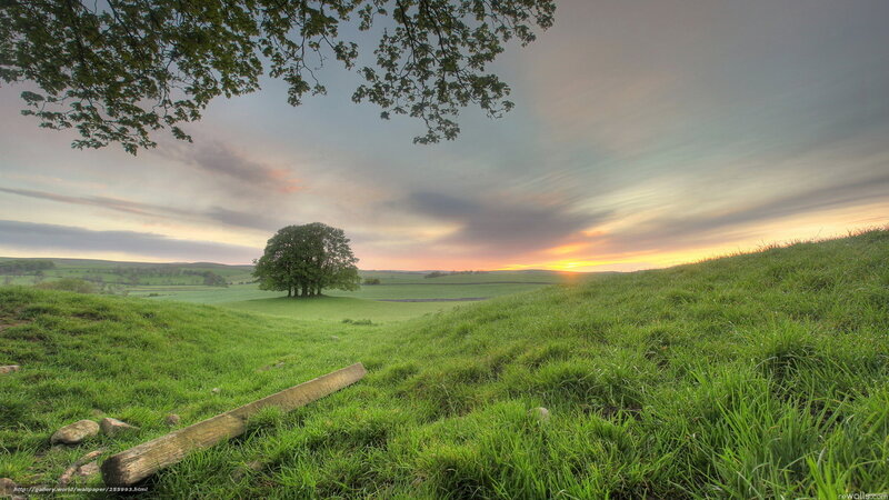 Single Tree in Field — Green, Serene, Sunset, Photograph, Grass