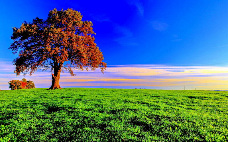 Single Tree in Field — Green, Serene, Sunset, Photograph