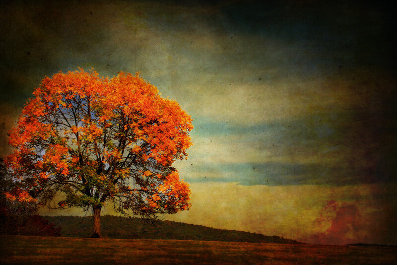 Single Tree in Field — Orange, Dramatic