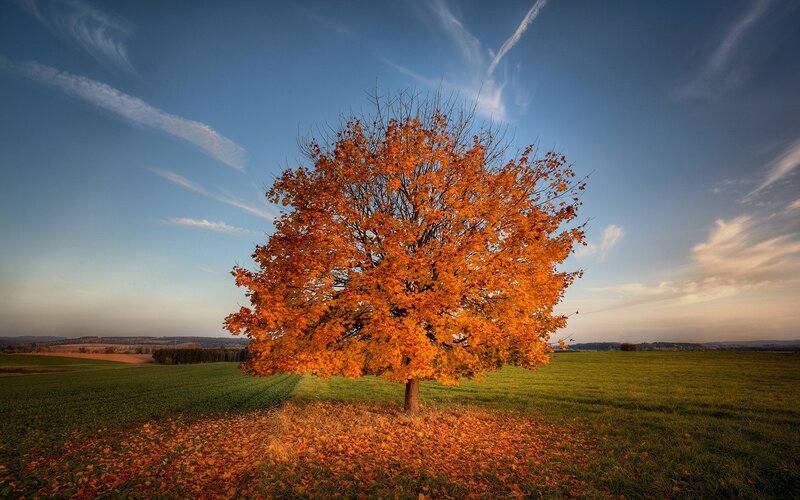 Single Tree in Field — Orange, Serene, Autumn, Photograph, Sky, Clouds