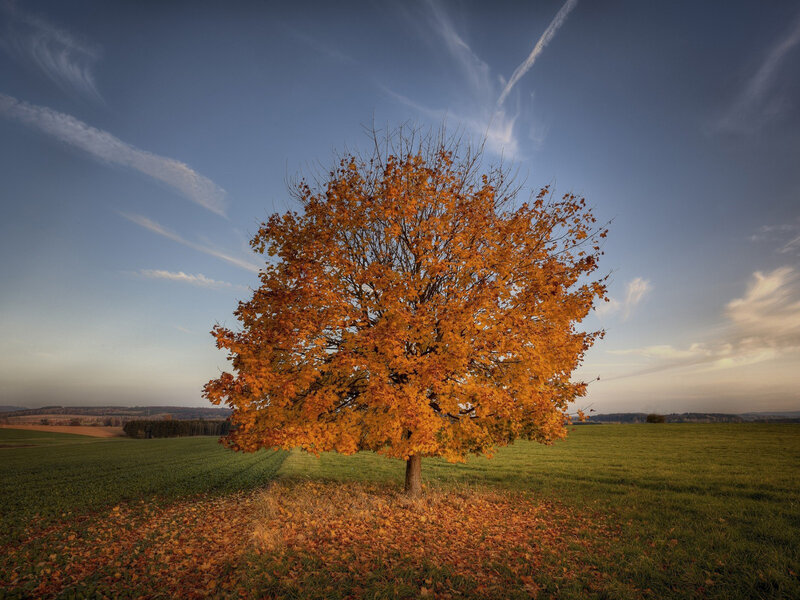 Single Tree in Field — Orange, Serene, Autumn, Photograph, Sky