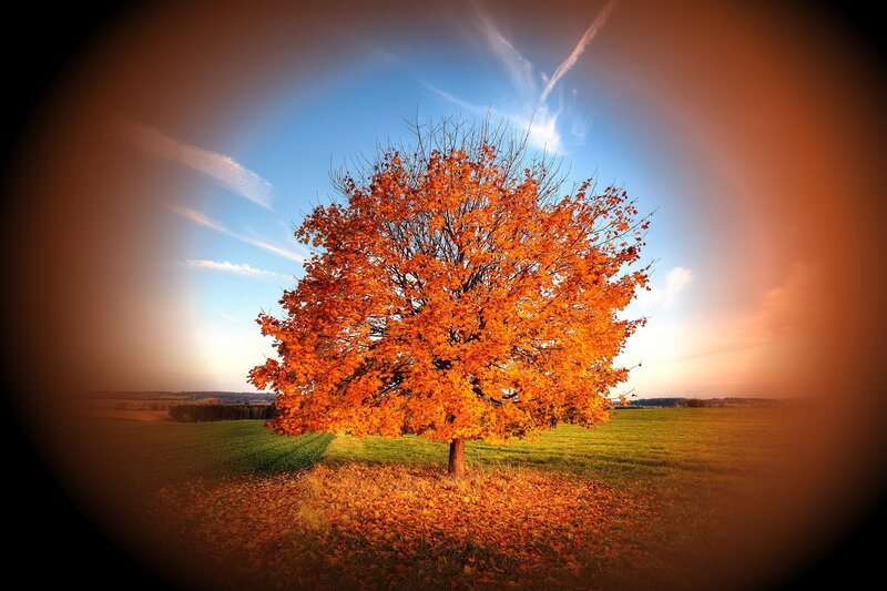 Single Tree in Field — Orange, Serene, Autumn, Photograph