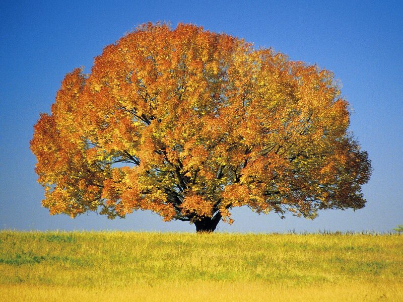 Single Tree in Field — Orange, Serene, Autumn