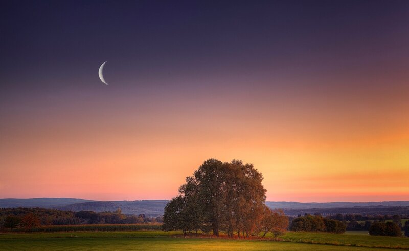 Single Tree in Field — Orange, Serene