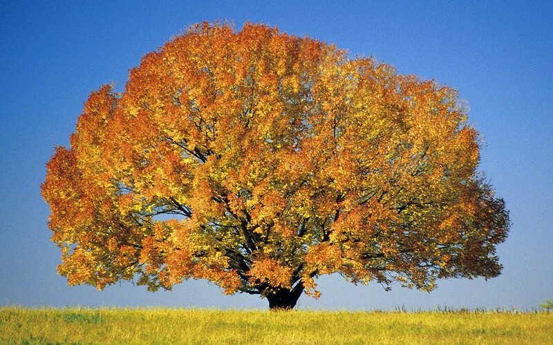 Single Tree in Field — Orange