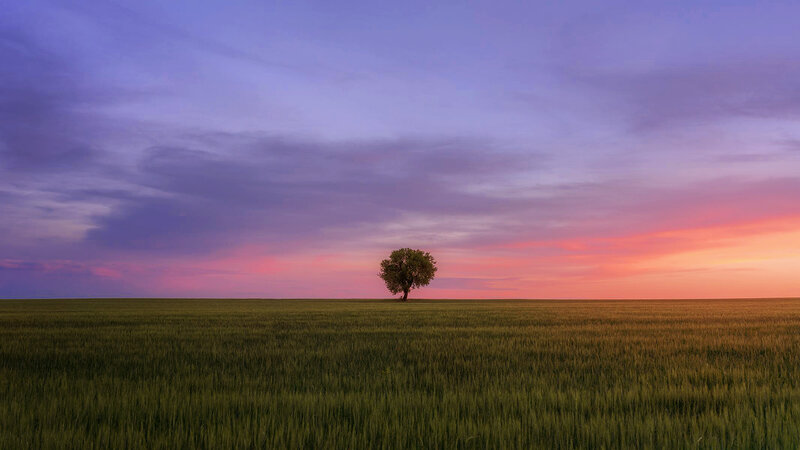 Single Tree in Field — Purple