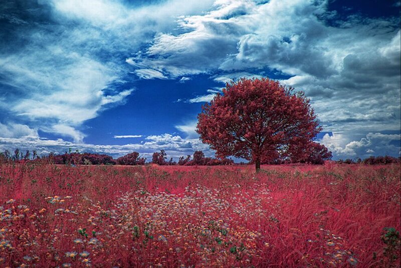 Single Tree in Field — Red