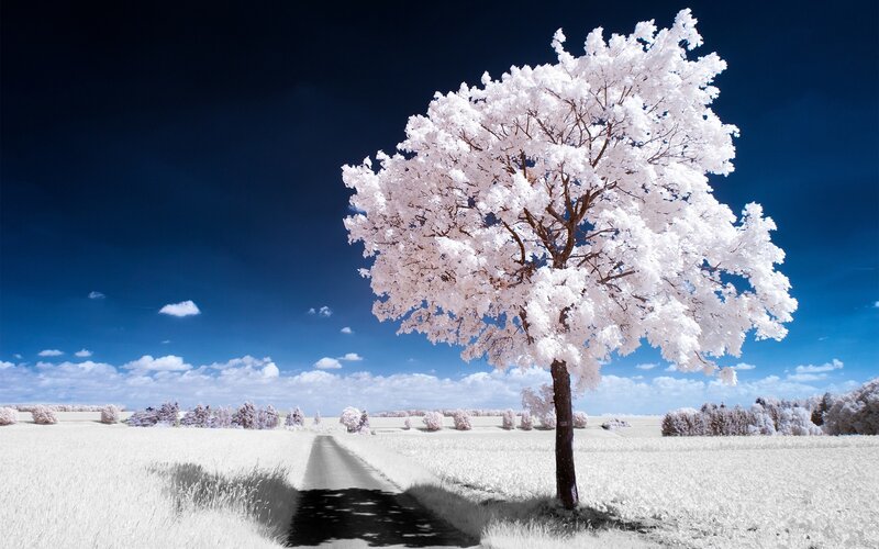 Single Tree in Field — White