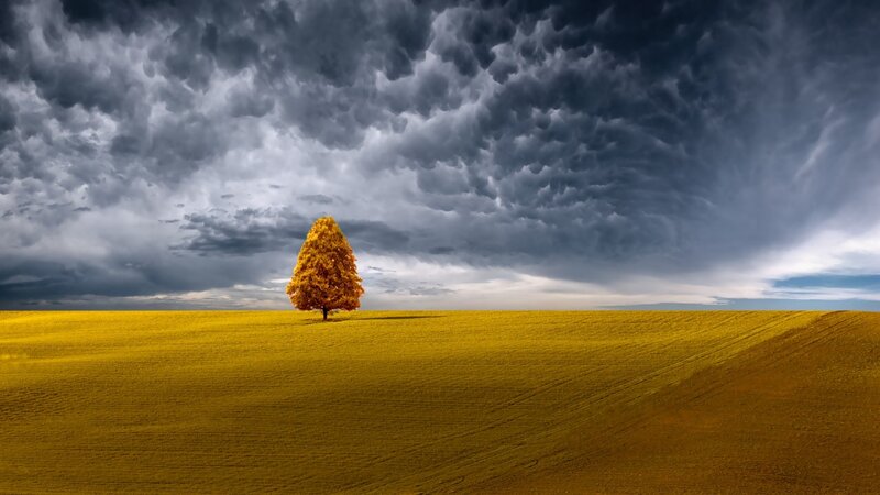 Single Tree in Field — Yellow, Dramatic, Autumn