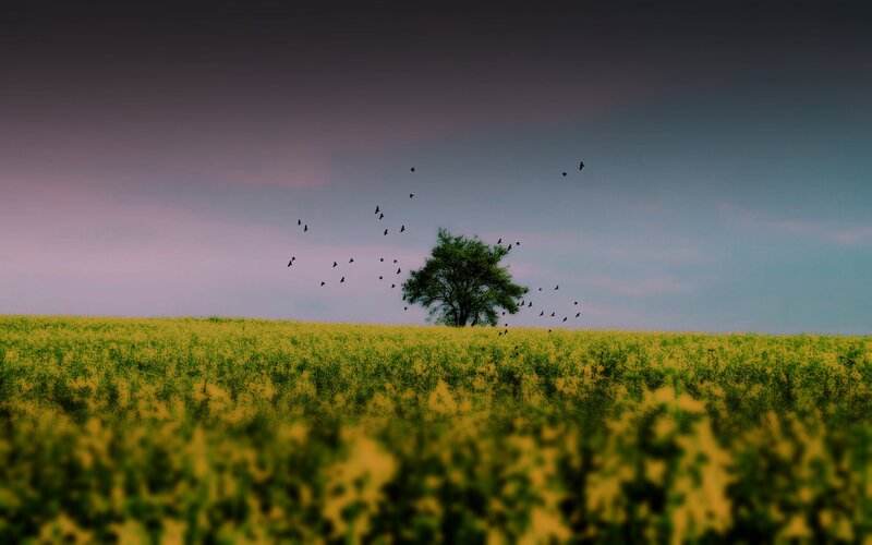 Single Tree in Field — Yellow, Dramatic