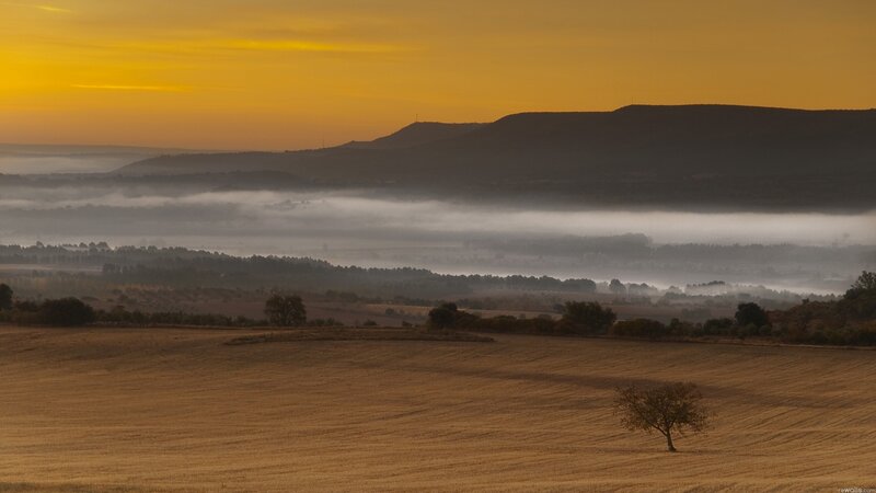 Single Tree in Field — Yellow, Serene, Morning